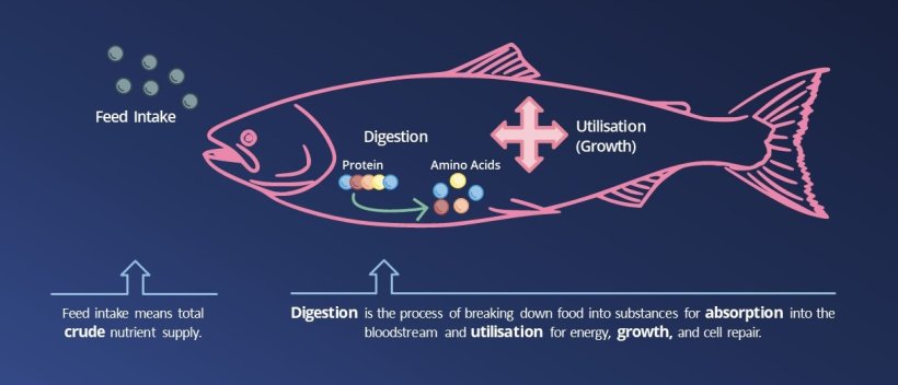 Feed intake 