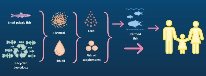 small pelagic species from in our diets