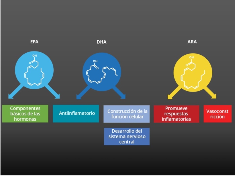 Se ha informado que EPA y DHA contribuyen en diferentes funciones a nuestra salud