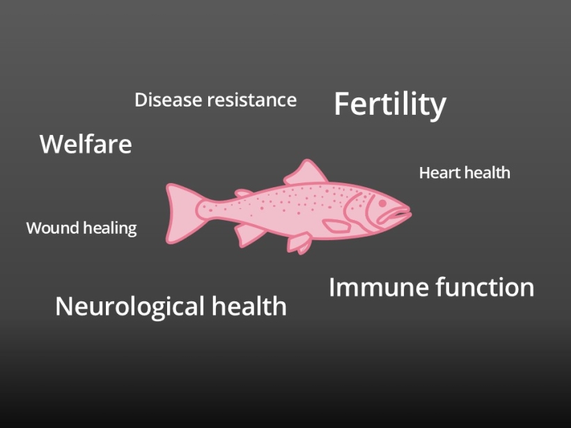 EPA and DHA are essential in fish’s health 