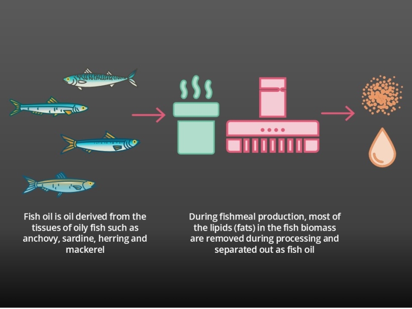 Fish oil is a co-product of fish processing