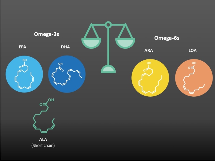 Omega-3s work in balance with omega-6s 