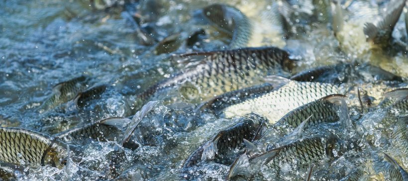 Fish Farm feeding time