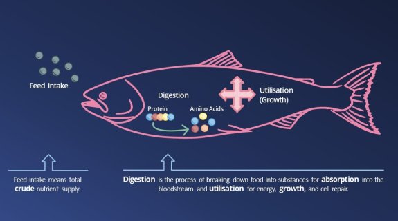 Los ingredientes marinos tienen un rol estratégico en las estrategias de formulación de alimentos acuícolas