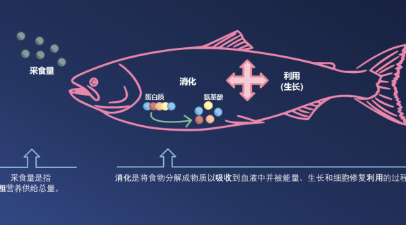 海洋原料在水产饲料配方策略中起着战略性的作用