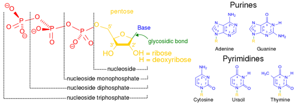 nucleotides